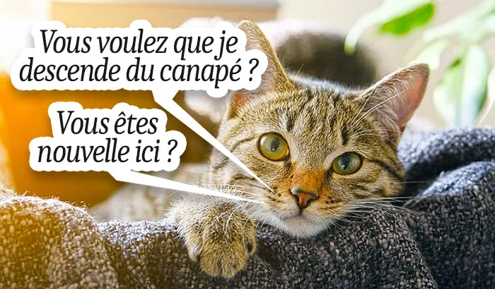 chat