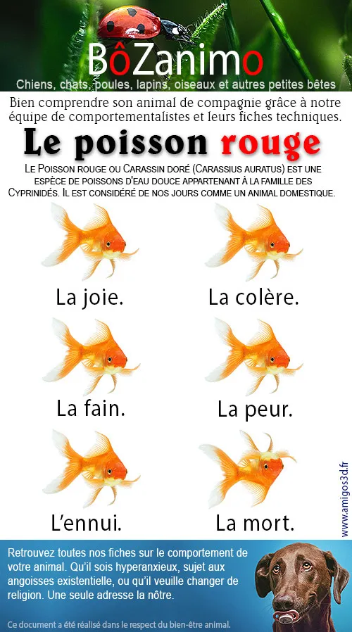 comportement