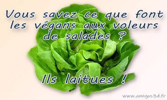 laitue