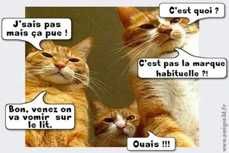 viedechat
