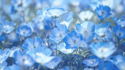 Cliquer pour voir Blueflowers en grand !