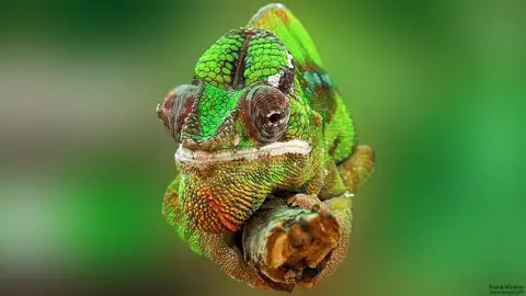 Cliquer pour voir Chameleon en grand !