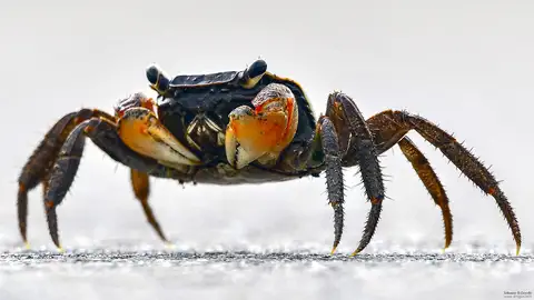 Cliquer pour voir Crab en grand !