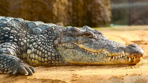 Cliquer pour voir Crocodile en grand !