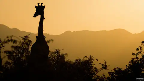 Cliquer pour voir Giraffe en grand !