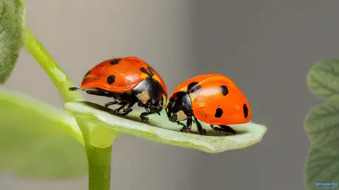 Cliquer pour voir Ladybugs en grand !
