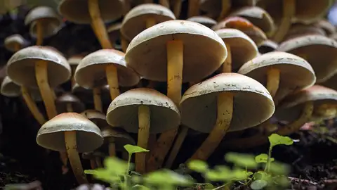 Cliquer pour voir Mushroomgroup en grand !