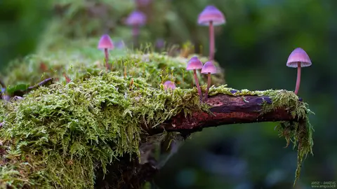 Cliquer pour voir Mushrooms en grand !