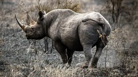Cliquer pour voir Rhino en grand !