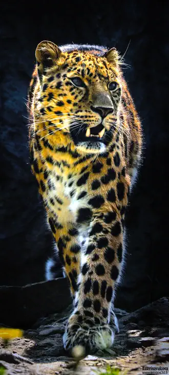 Cliquer pour voir Leopard en grand !
