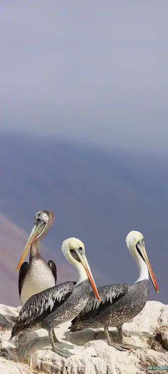Cliquer pour voir Pelicans en grand !