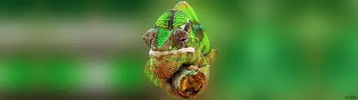 Cliquer pour voir Chameleon en grand !