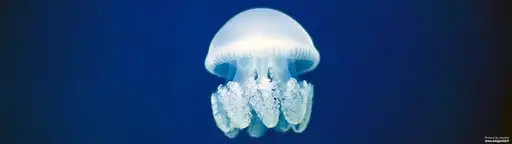 Cliquer pour voir Jellyfish en grand !