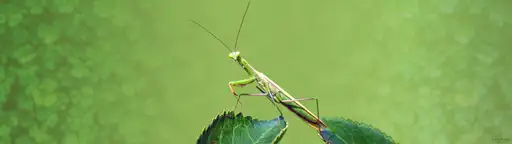 Cliquer pour voir Mantis en grand !
