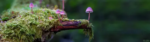 Cliquer pour voir Mushrooms en grand !