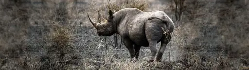 Cliquer pour voir Rhino en grand !