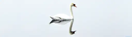 Cliquer pour voir Swan en grand !