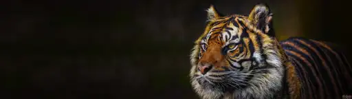 Cliquer pour voir Tiger en grand !